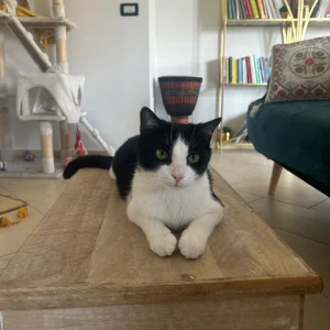 Gatto individuato e catturato al 3° giorno di ricerche