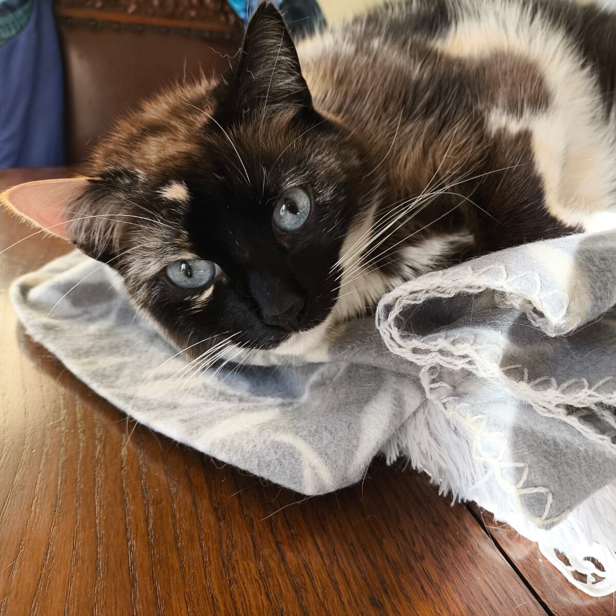 Gatto ritrovato e reintrodotto in casa al 5° giorno di ricerche