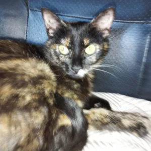 Gatto reintrodotto in casa al 2° giorno di intervento dopo 1 mese di vagabondaggio