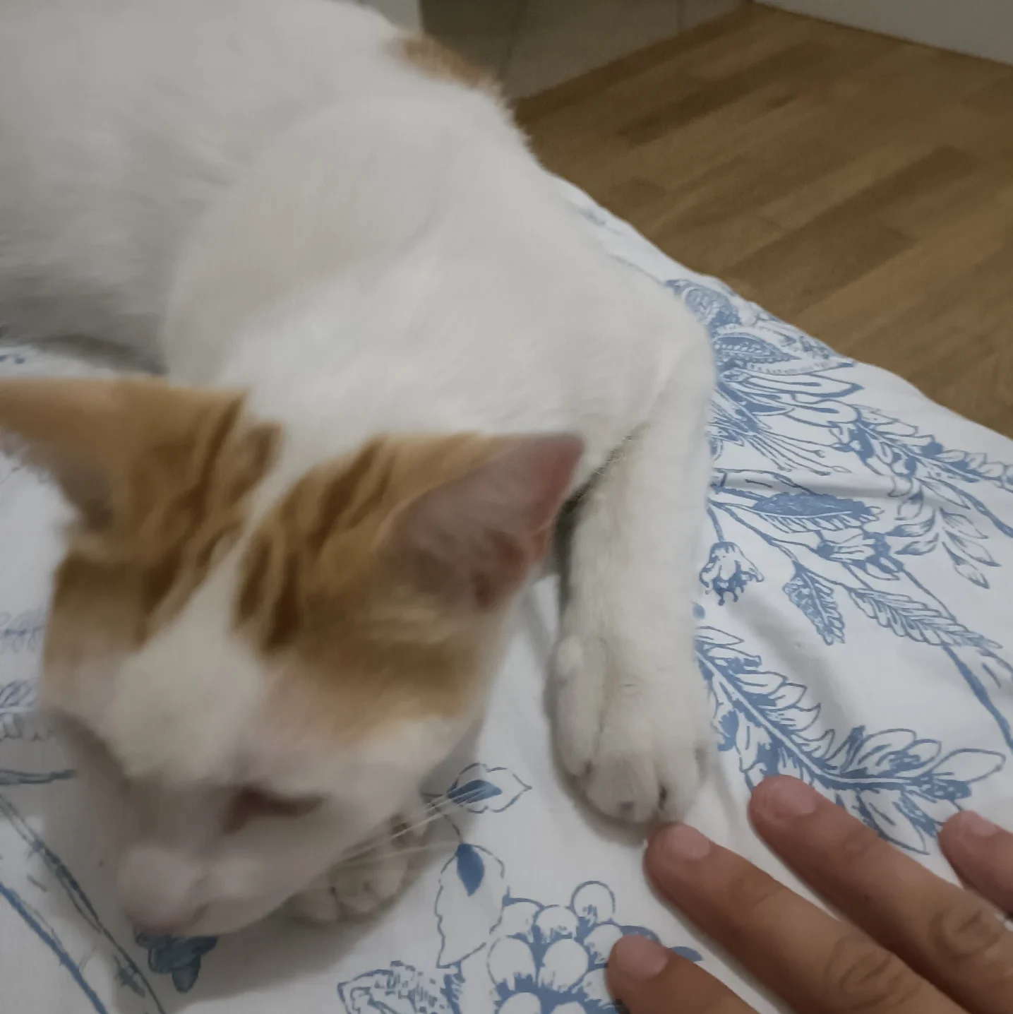 Gatto recuperato in giornata